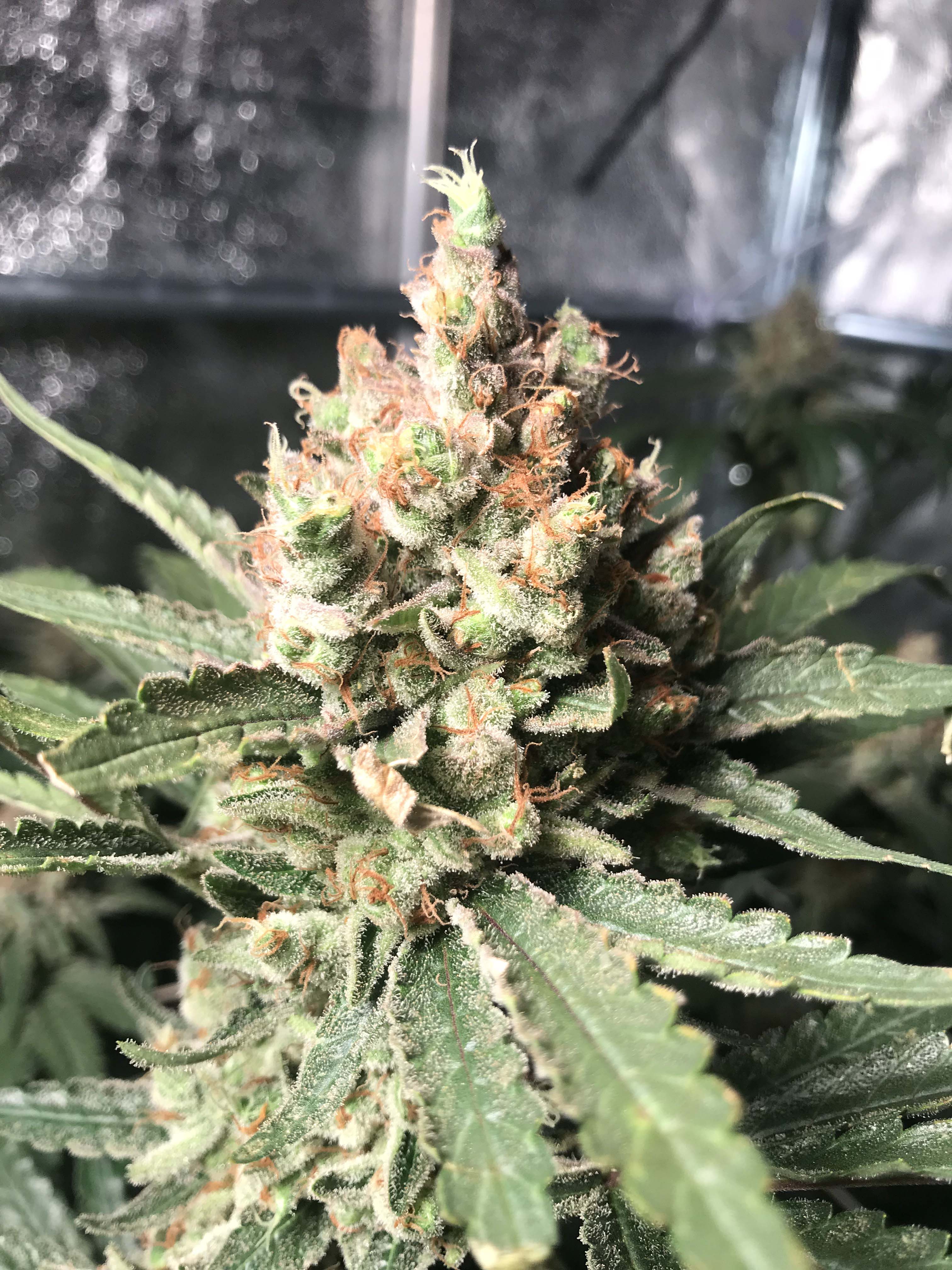 Cannabis Blüte