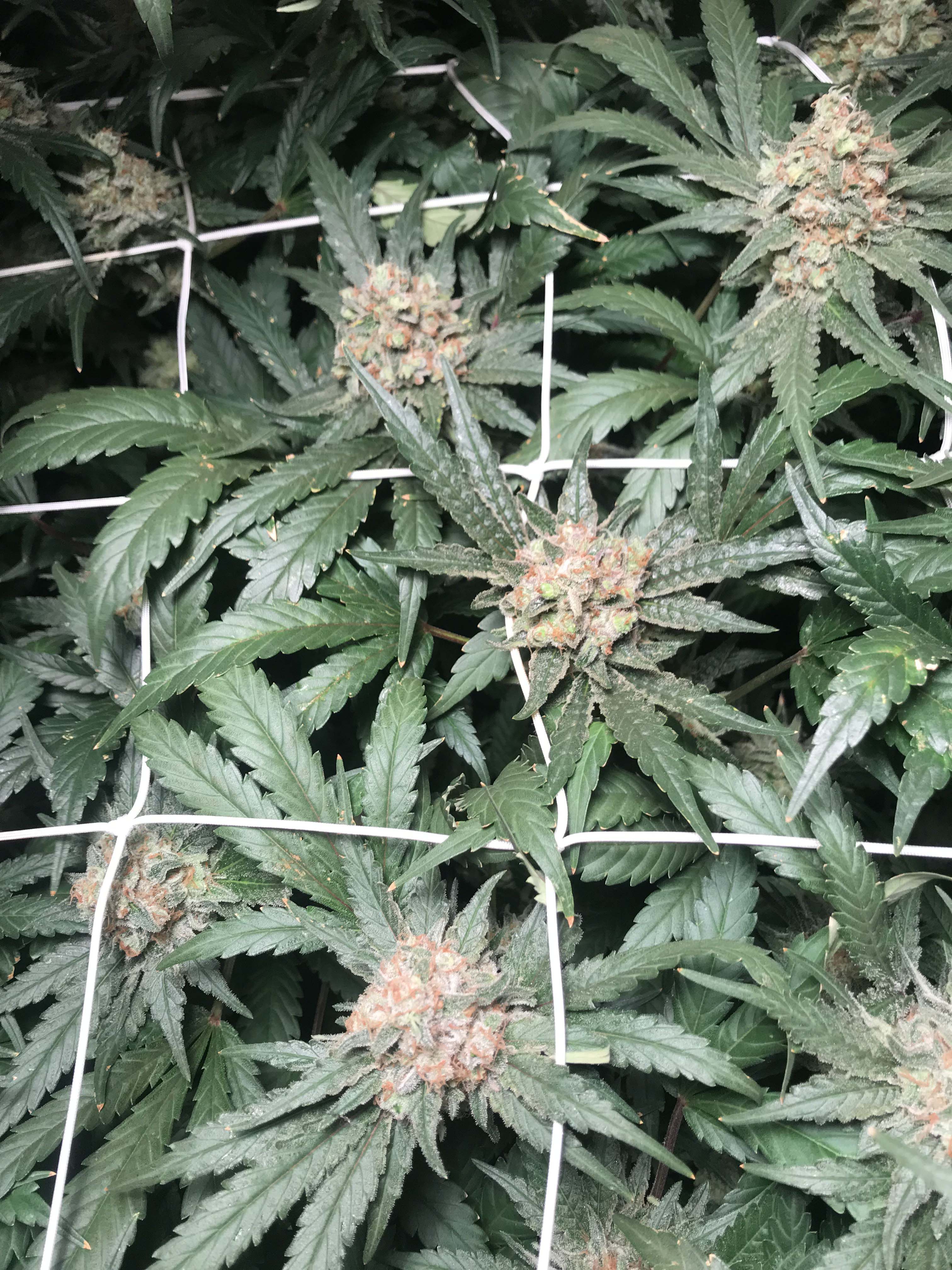Cannabis Blüte mit Scrognetz